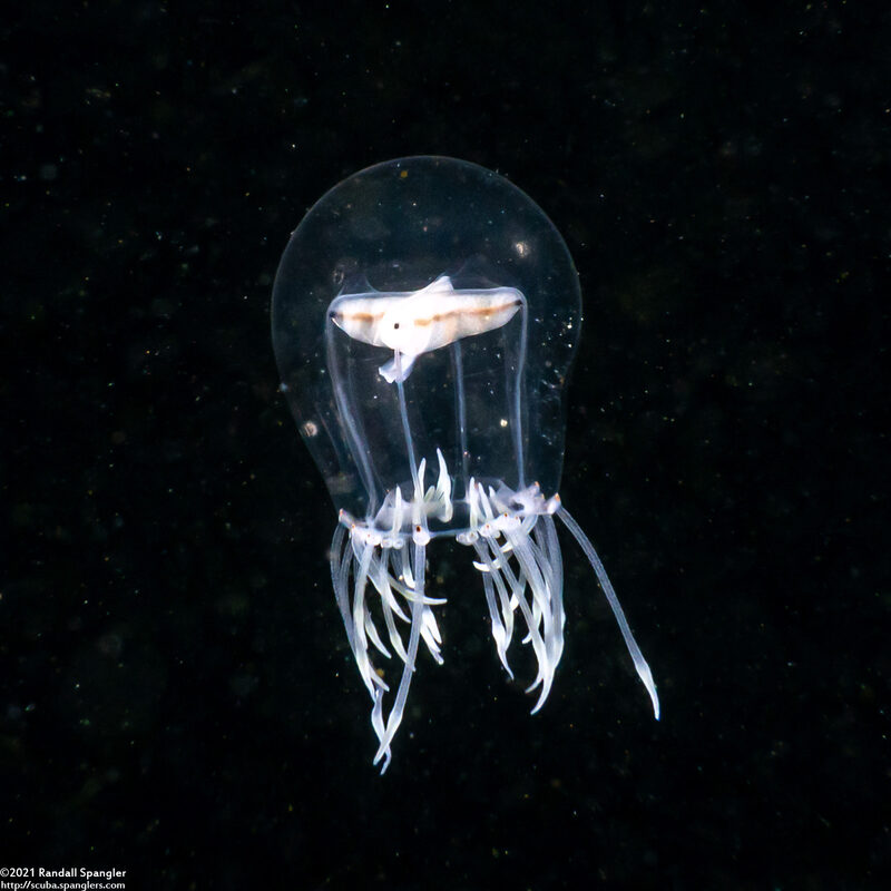 Polyorchis haplus (Polyorchis haplus)