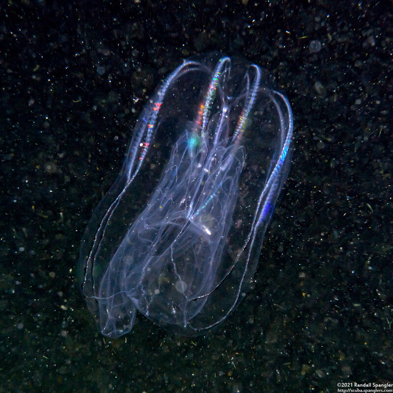 Bolinopsis infundibulum (Lobed Comb Jelly)