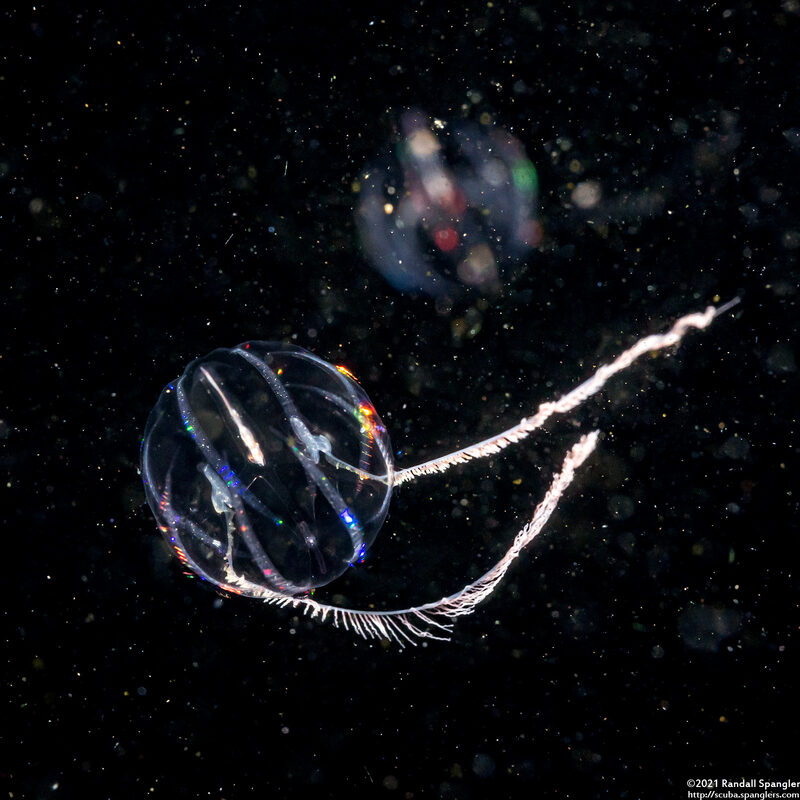 Pleurobrachia bachei (Sea Gooseberry)