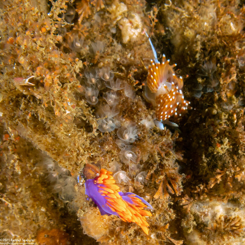 Phoronis ijimai (Vancouver Phoronid)