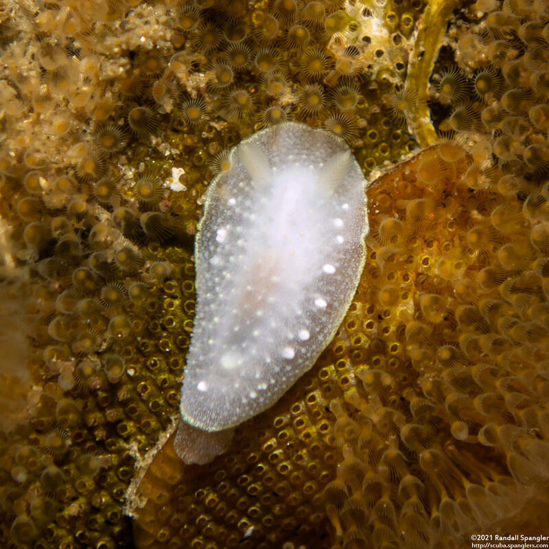 Cadlina luteomarginata (Yellow Margin Cadlina)