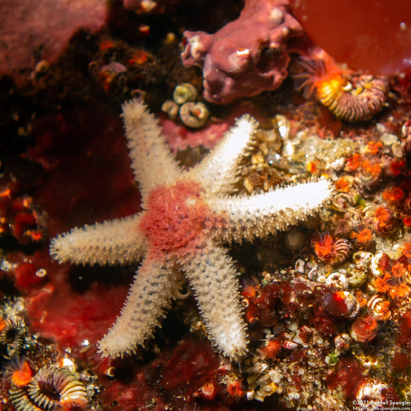 Leptasterias hexactis (Six-Arm Star)