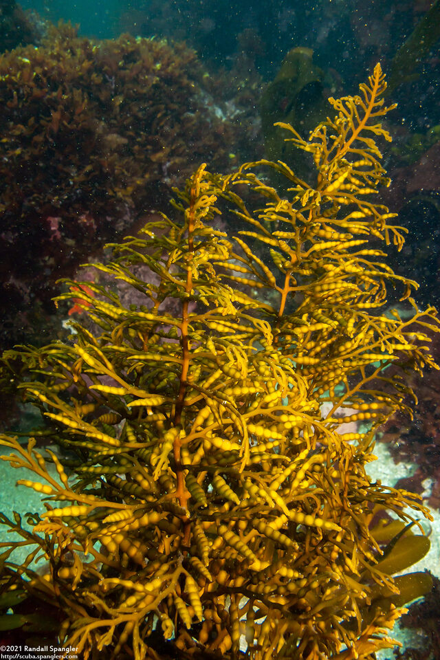 Stephanocystis osmundacea (Chain-Bladder Kelp)