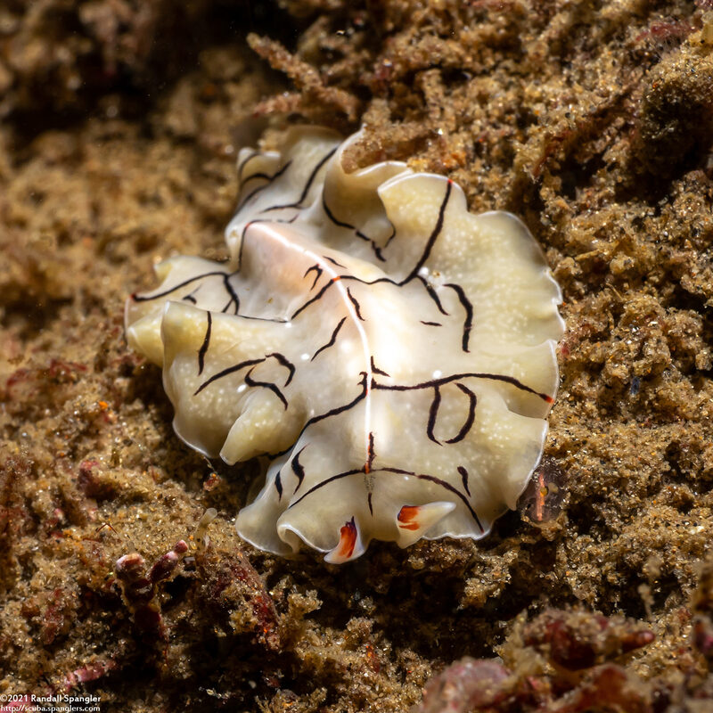 Eurylepta californica (Montgomery's Flatworm)