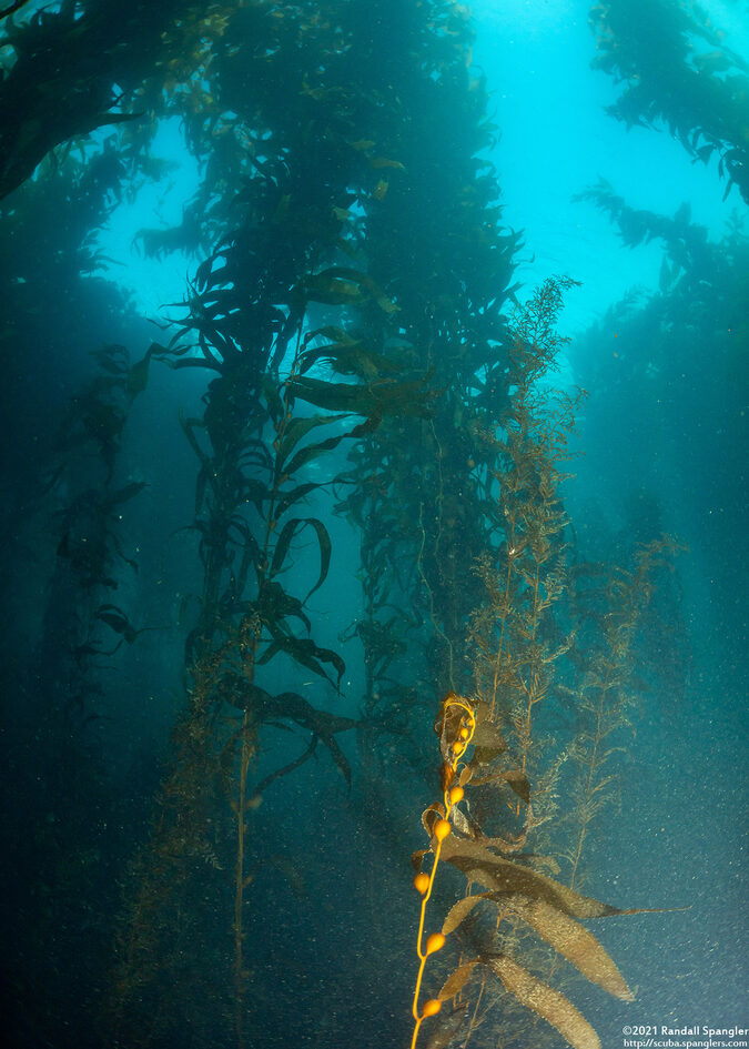 Macrocystis pyrifera (Giant Kelp)