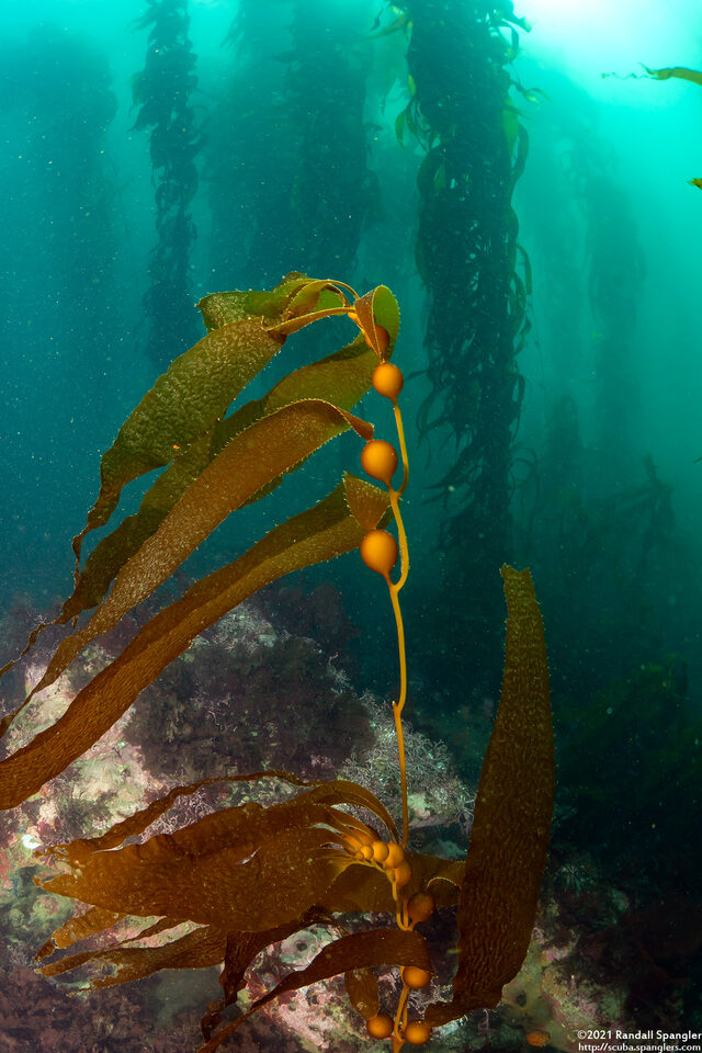 Macrocystis pyrifera (Giant Kelp)