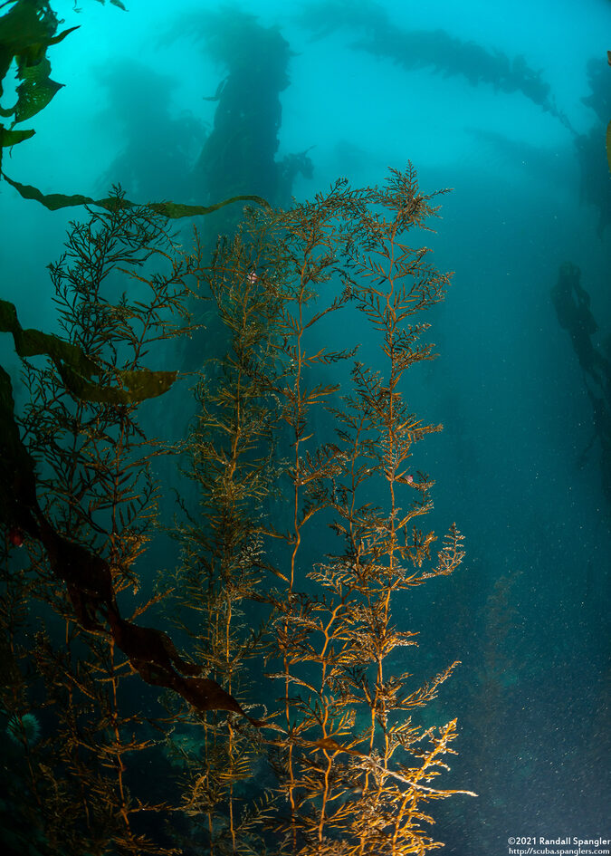 Stephanocystis osmundacea (Chain-Bladder Kelp)