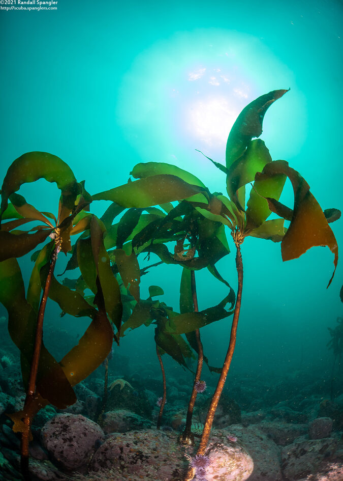 Pterygophora californica (Woody-Stemmed Kelp)