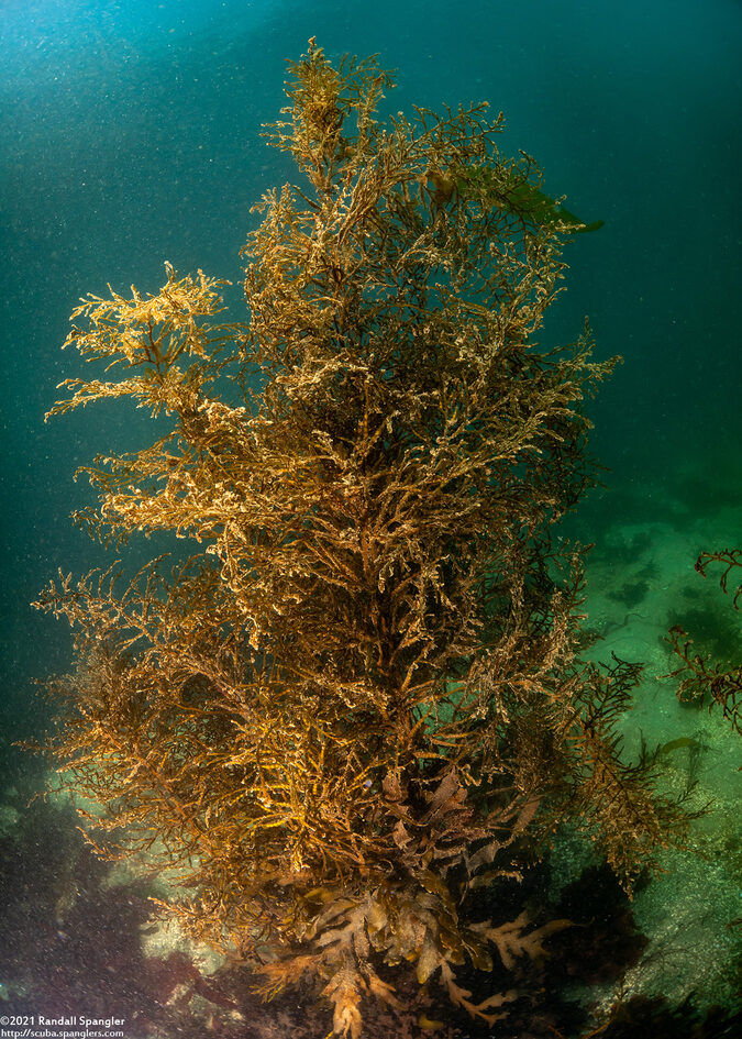 Stephanocystis osmundacea (Chain-Bladder Kelp)