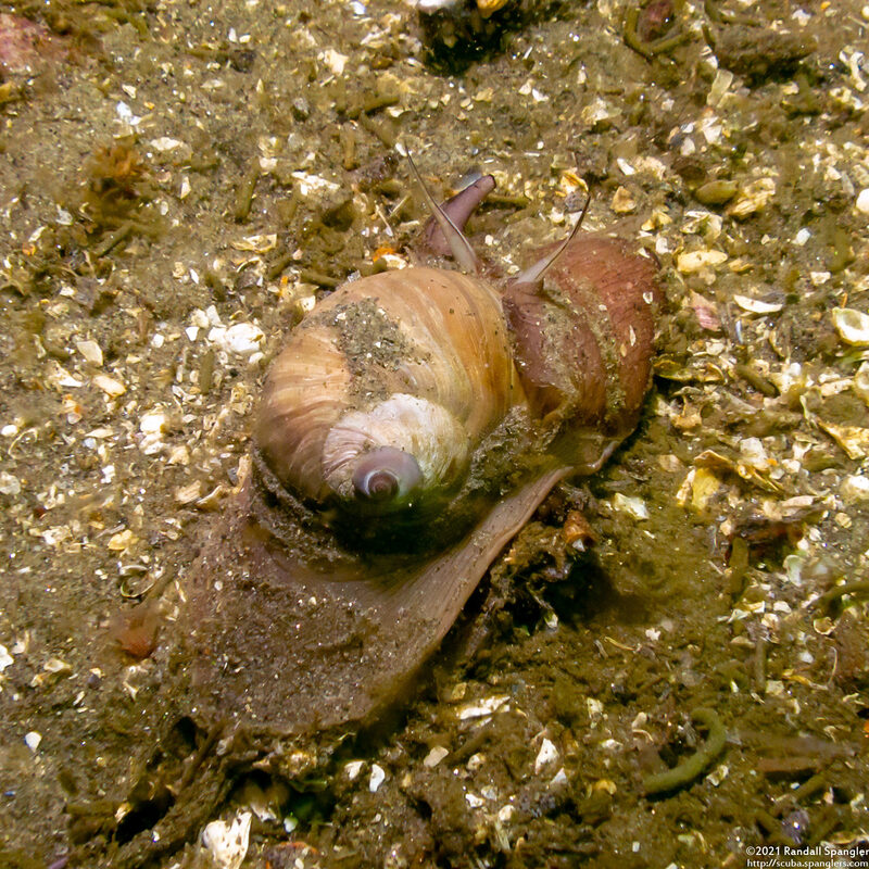 Neverita lewisii (Lewis's Moon Snail)