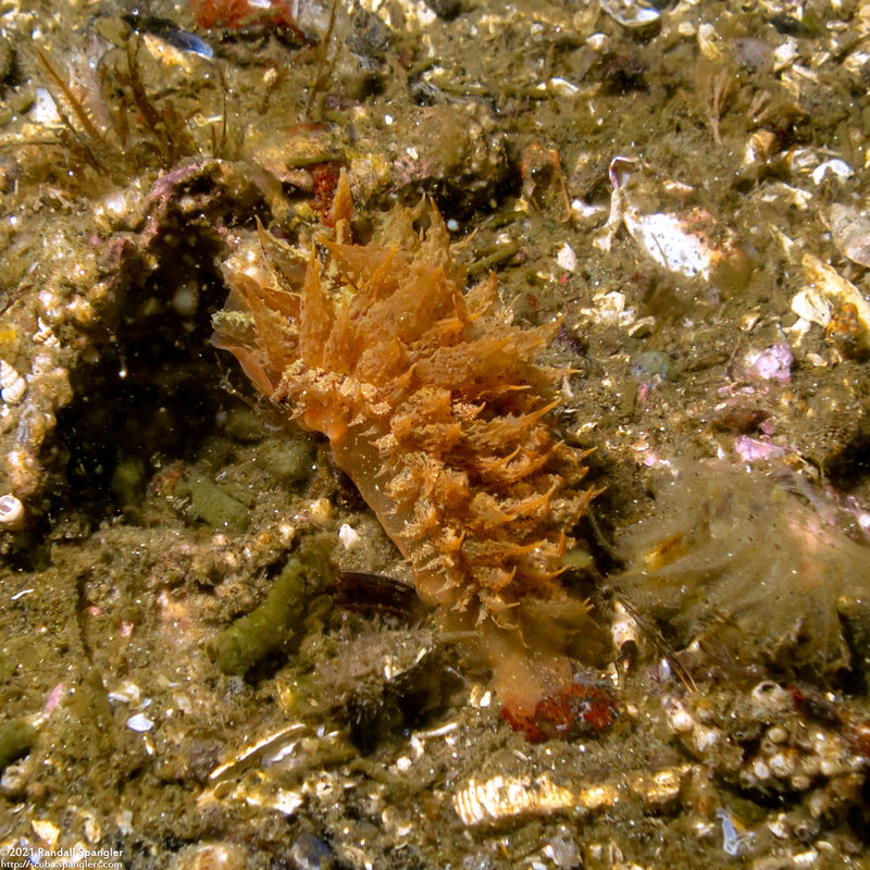 Dirona picta (Colorful Dirona)