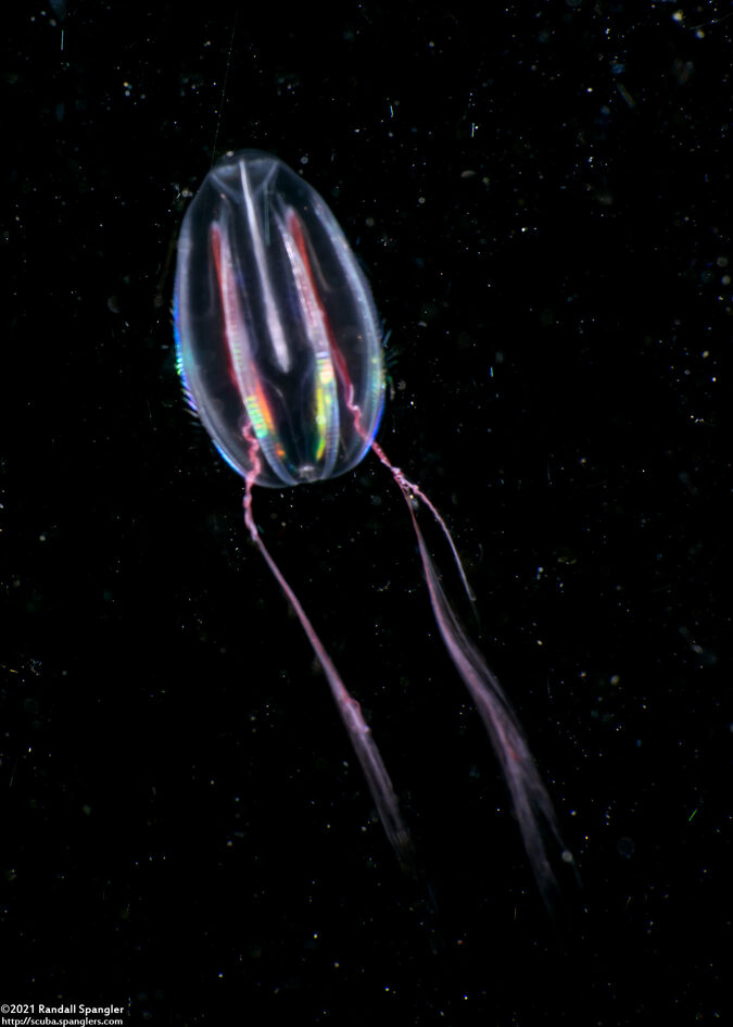 Family Mertensiidae (Mertensiid)