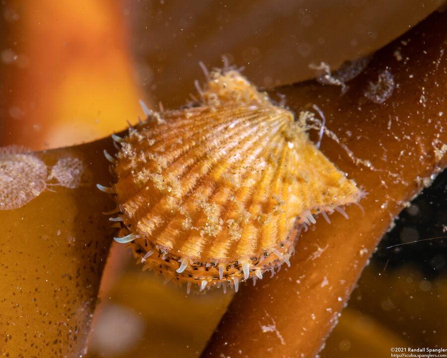 Leptopecten latiauratus (Kelp Scallop)