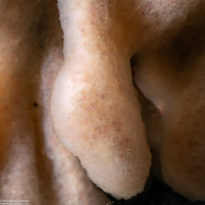 Cystodytes lobatus (Lobed Compound Tunicate)