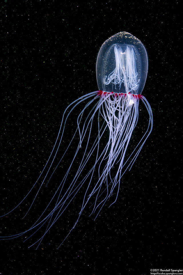 Polyorchis penicillatus (Bell Medusa)