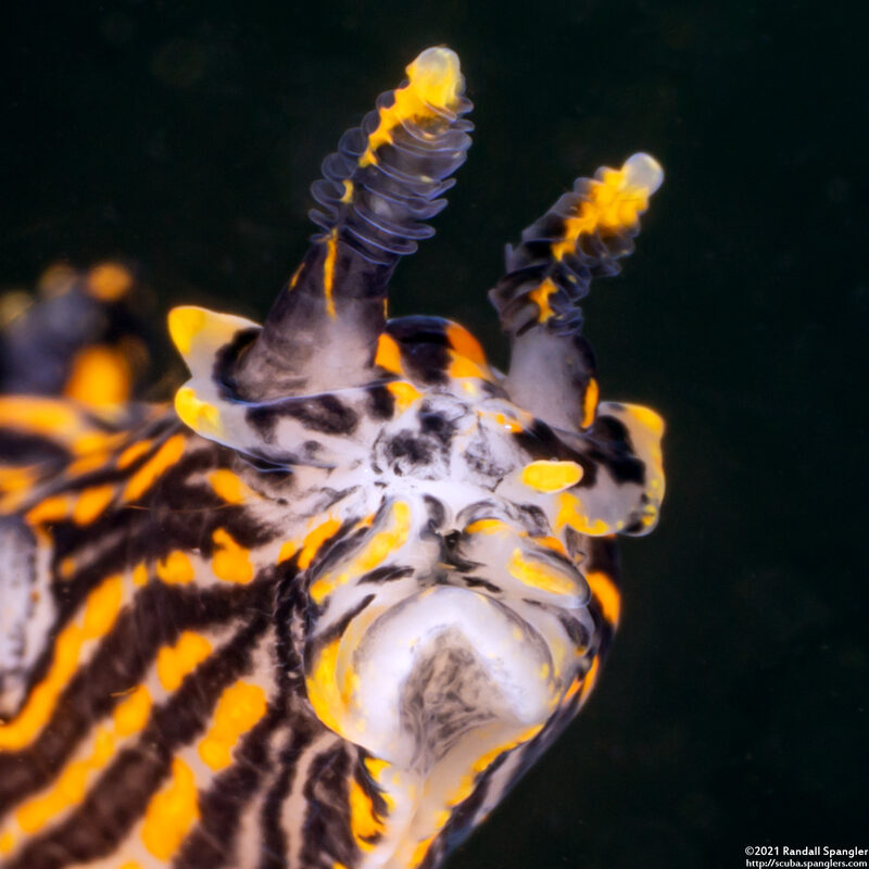 Polycera atra (Black Dorid)