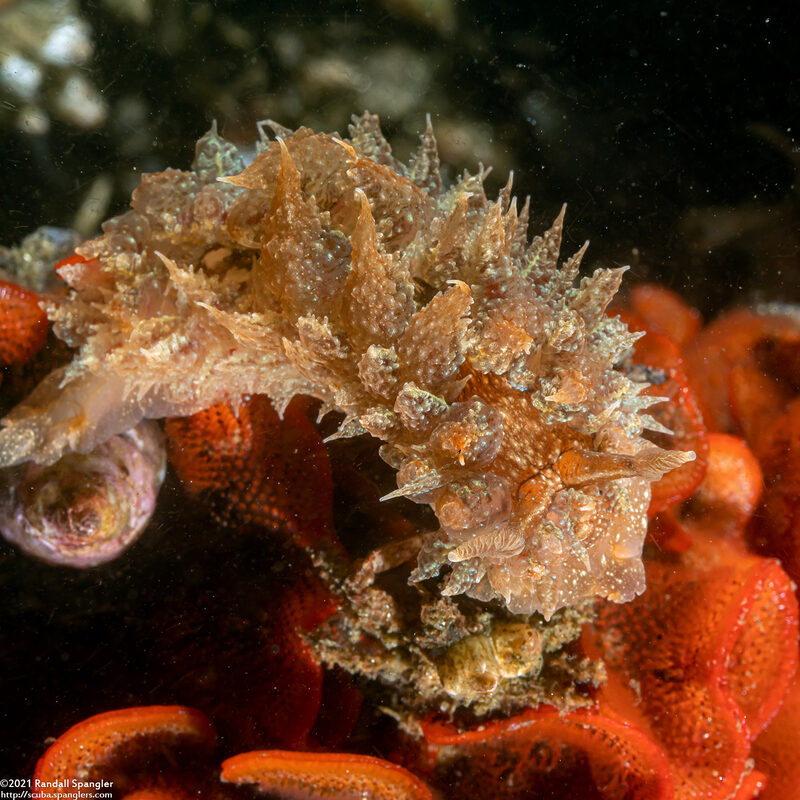 Dirona picta (Colorful Dirona)