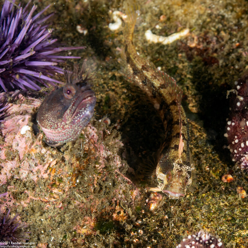 Neoclinus stephensae (Yellowfin Fringehead)