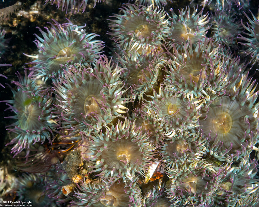 Anthopleura elegantissima (Aggregating Anemone)