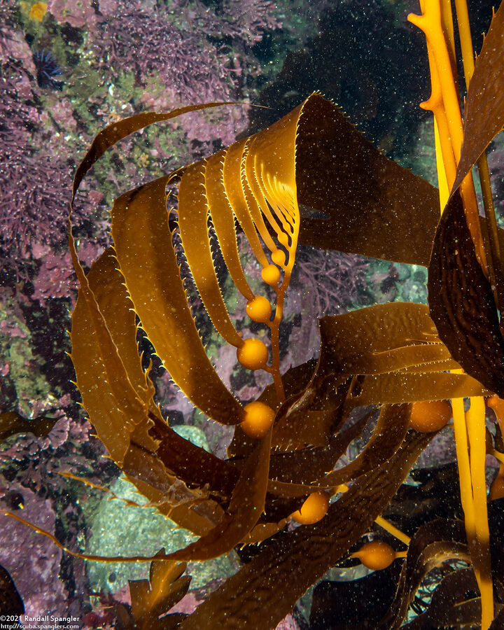 Macrocystis pyrifera (Giant Kelp)