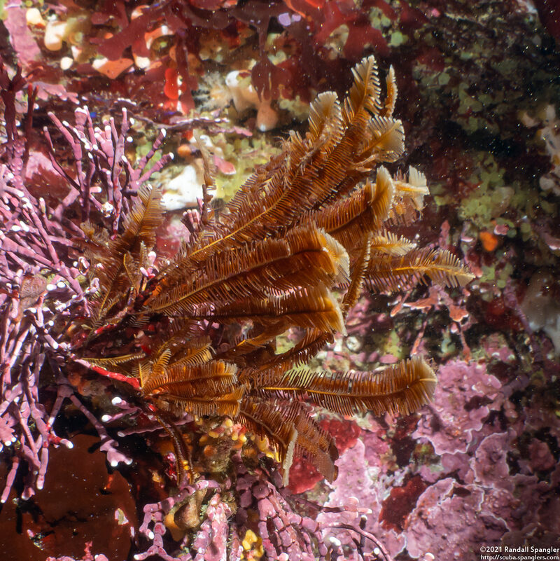 Aglaophenia struthionides (Ostrich-Plume Hydroid)