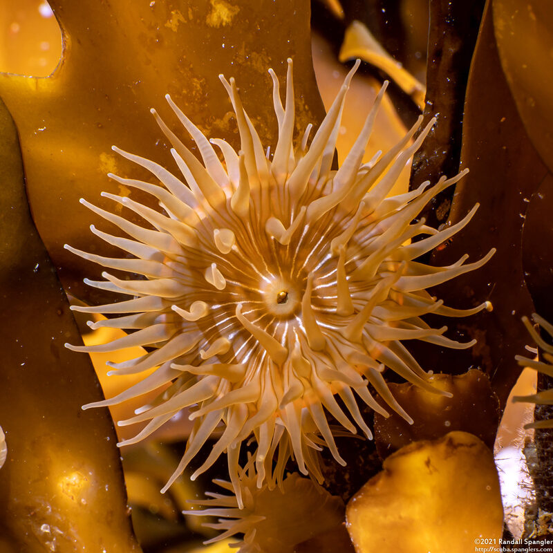 Epiactis prolifera (Proliferating Anemone)