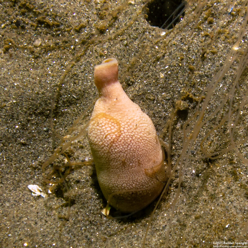 Urechis caupo (Fat Innkeeper Worm)