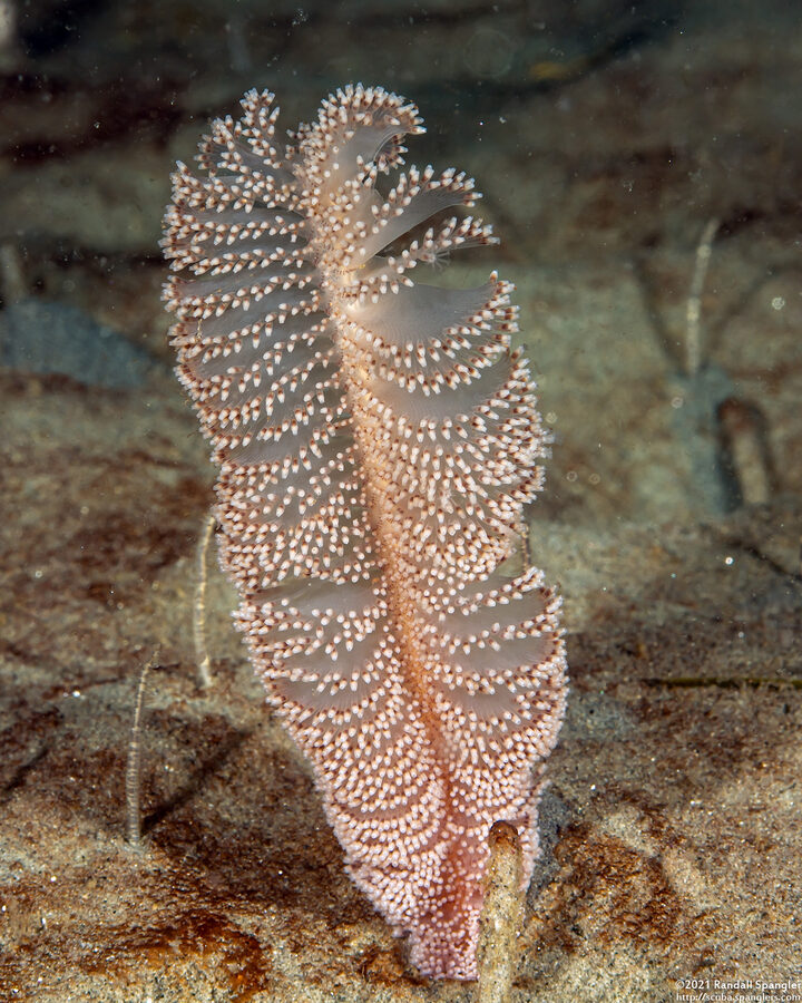 Virgularia sp.4 (Virgularia sp.4)