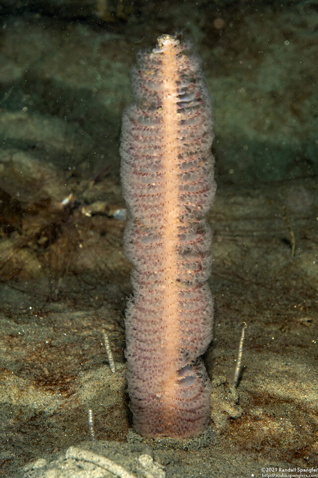 Stylatula elongata (White Sea Pen)