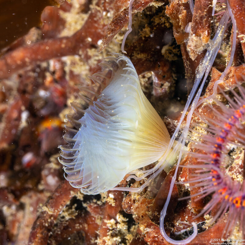 Myxicola sp.1 (Slime Fan Worm)
