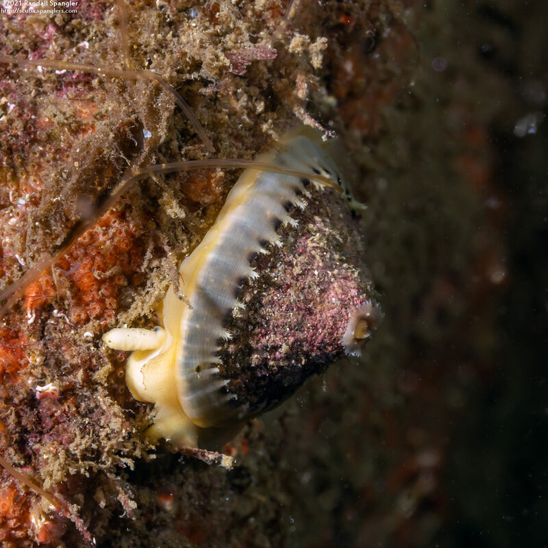 Diodora aspera (Keyhole Limpet)