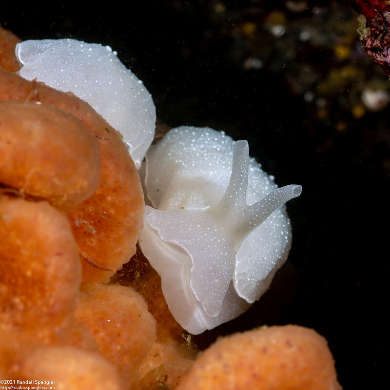Berthella chacei (White Berthella)