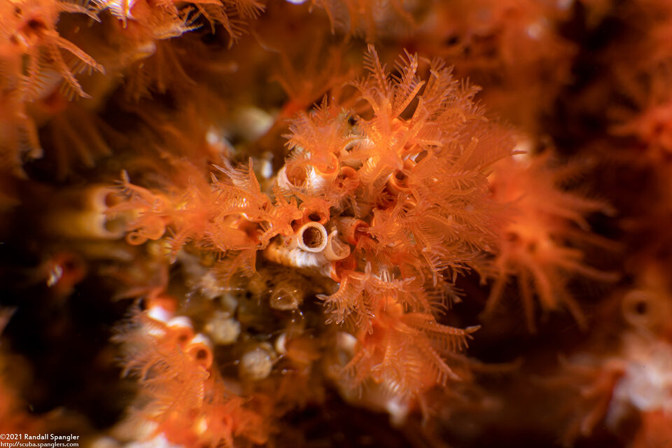 Salmacina tribranchiata (Fragile Tube Worm)
