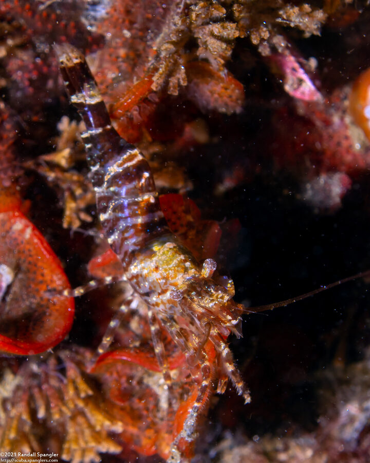 Heptacarpus palpator (Intertidal Coastal Shrimp)