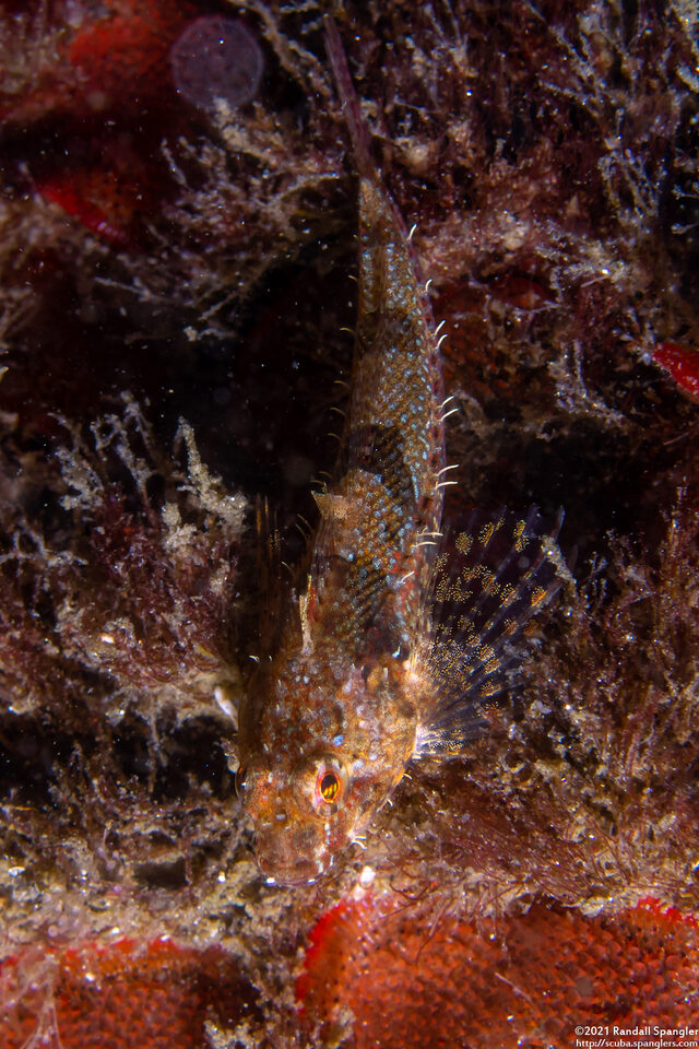 Orthonopias triacis (Snubnose Sculpin)