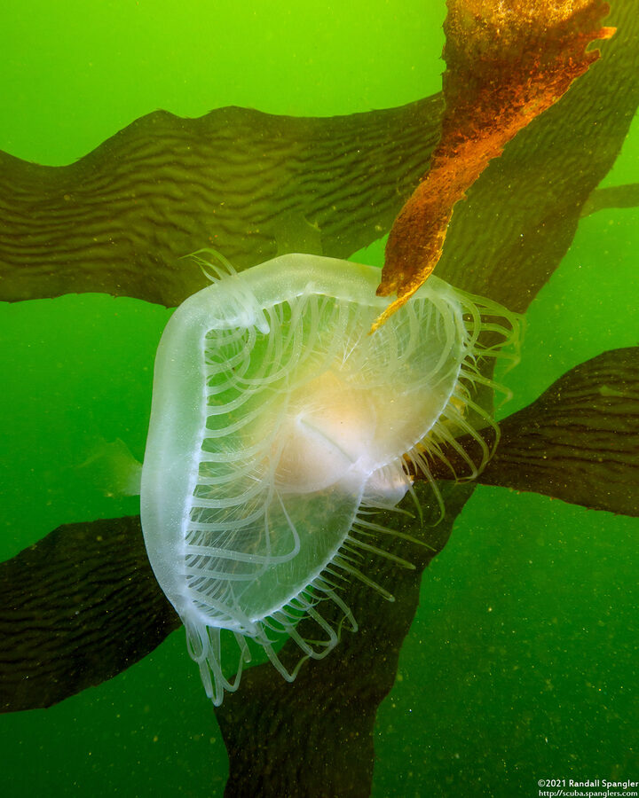 Melibe leonina (Lion's Mane Nudibranch)