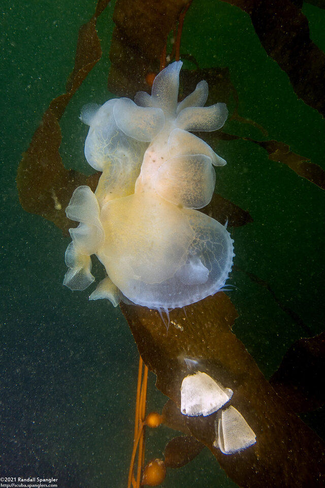 Melibe leonina (Lion's Mane Nudibranch)