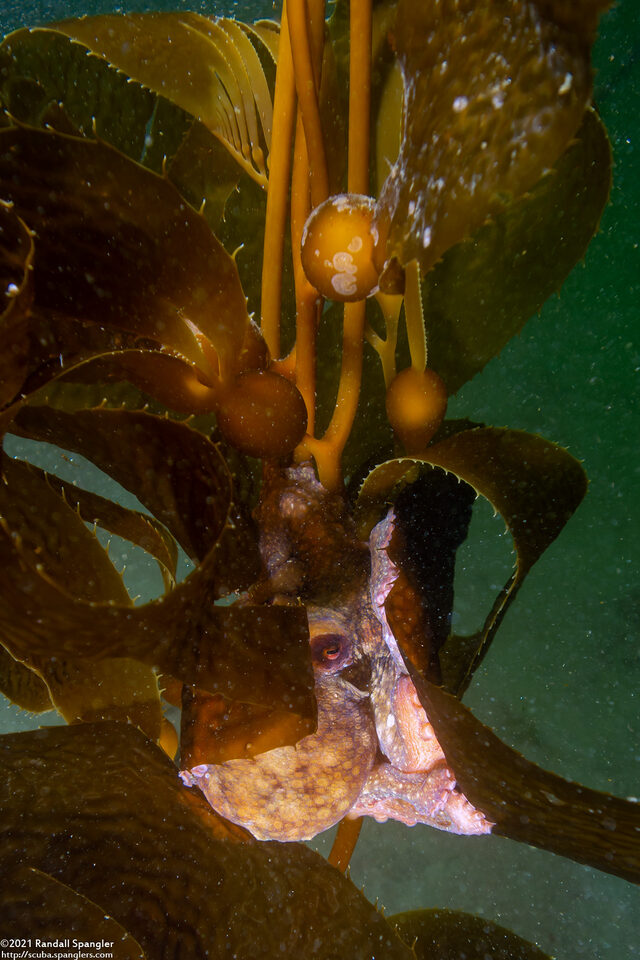 Octopus rubescens (Red Octopus)