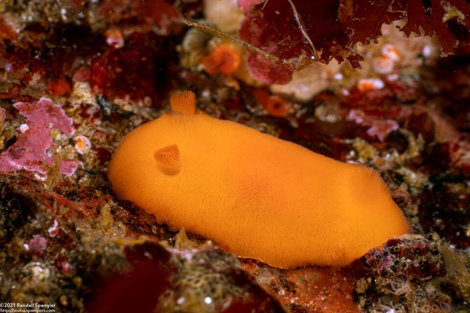 Rostanga pulchra (Red Sponge Dorid)