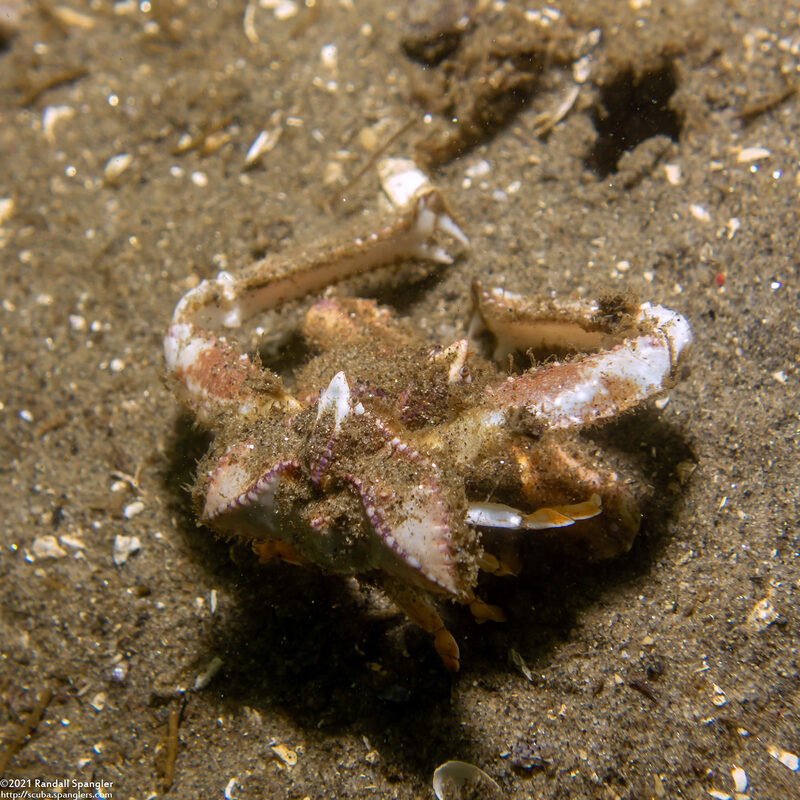Latulambrus occidentalis (Sandflat Elbow Crab)