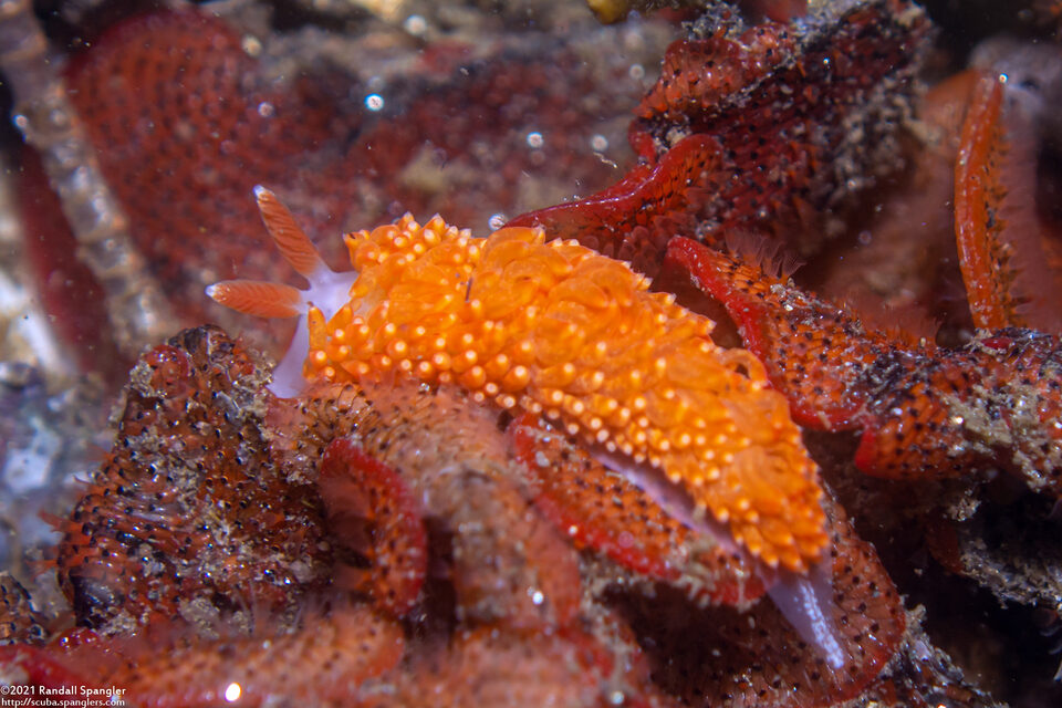 Anteaeolidiella oliviae (Olive's Aeolid)