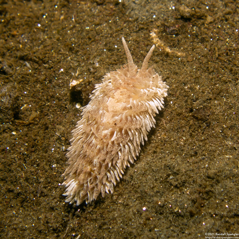 Aeolidia loui (Shag-Rug Aeolid)