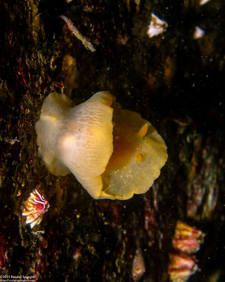 Doriopsilla fulva (White-Speckled Dorid)