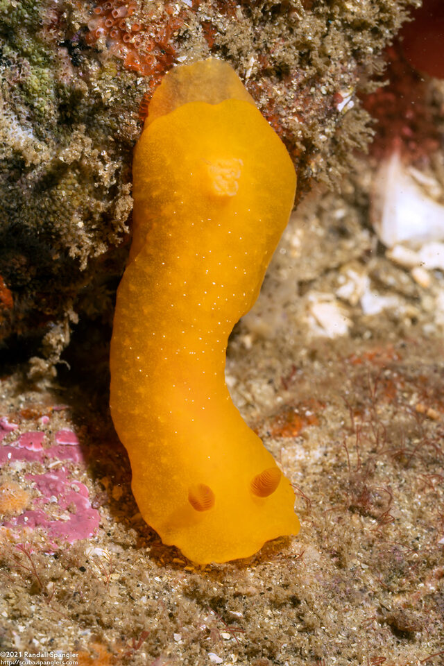 Doriopsilla fulva (White-Speckled Dorid)