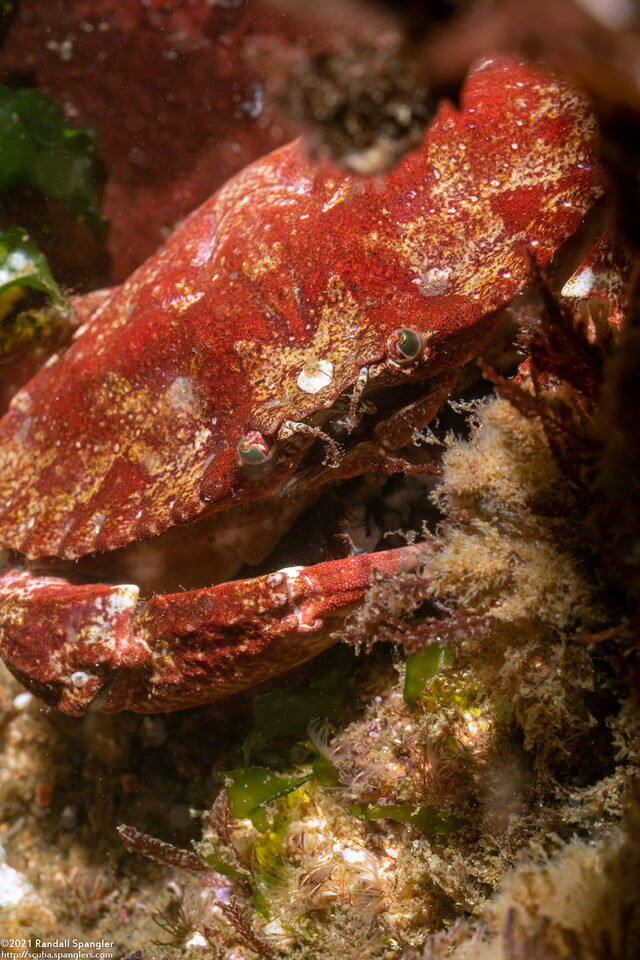 Cancer productus (Red Rock Crab)