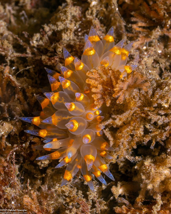 Antiopella barbarensis (Santa Barbara Janolus)