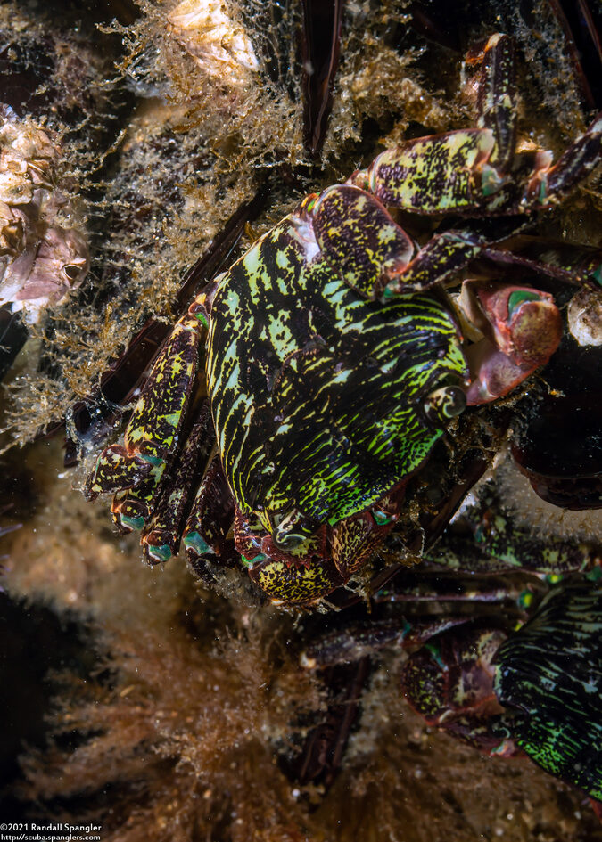 Pachygrapsus crassipes (Lined Shore Crab)