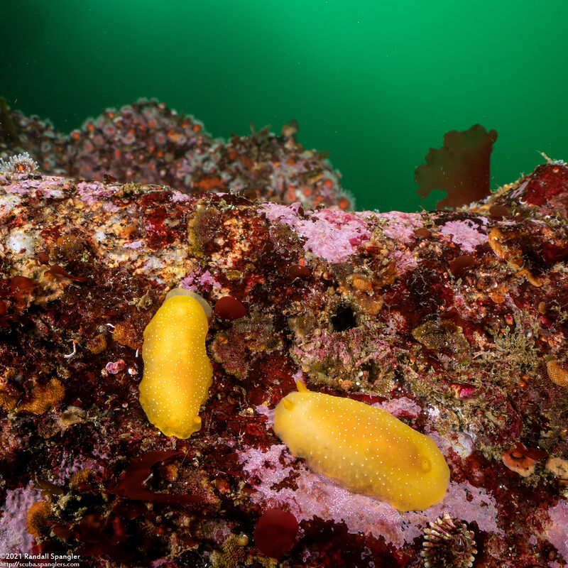 Doriopsilla fulva (White-Speckled Dorid)