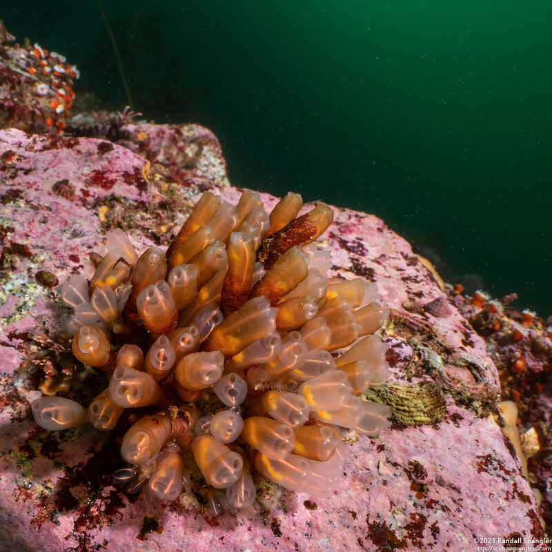 Clavelina huntsmani (Light Bulb Tunicate)
