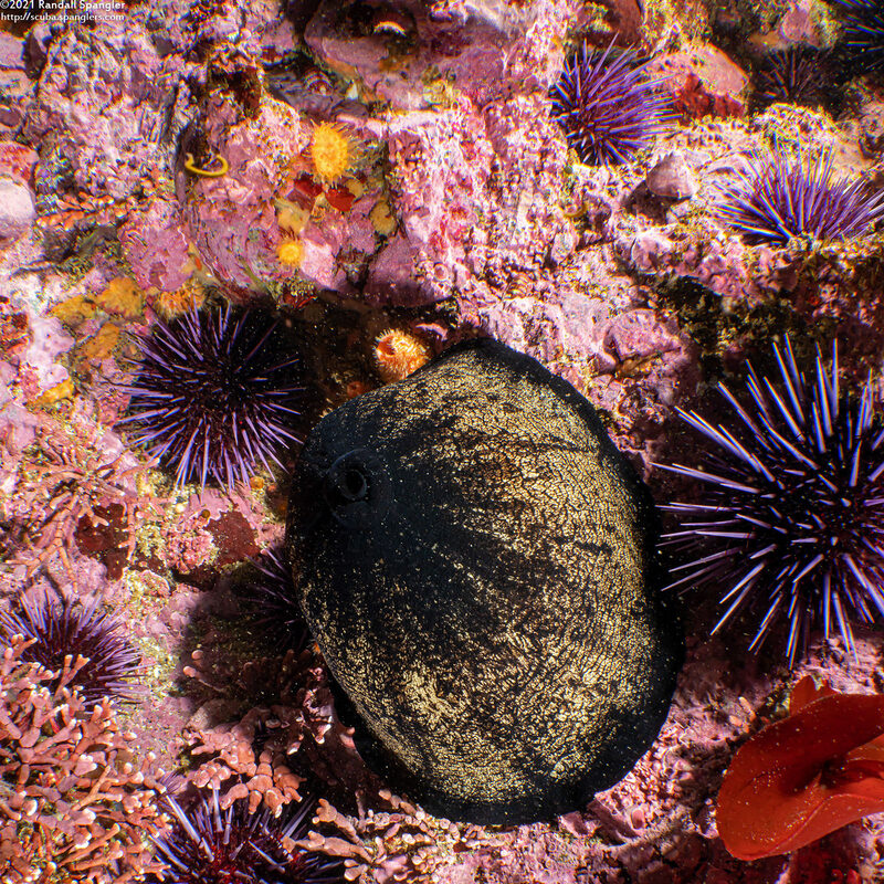 Megathura crenulata (Giant Keyhole Limpet)